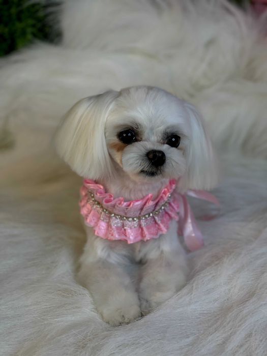 Стрижка собак Одесса