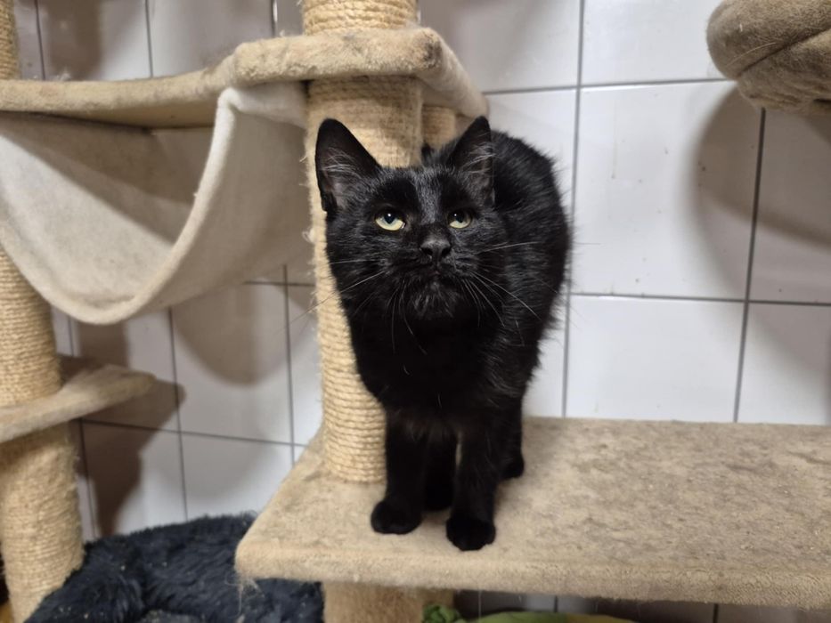 Czarne cudo do adopcji