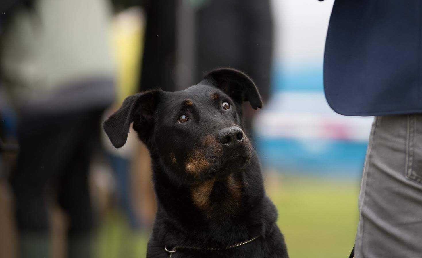 Owczarek Francuski Beauceron