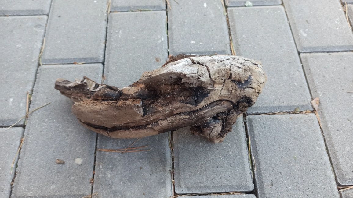 Korzeń do akwarium