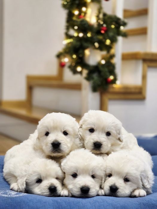 Suczka !!! Owczarek Podhalański !!!