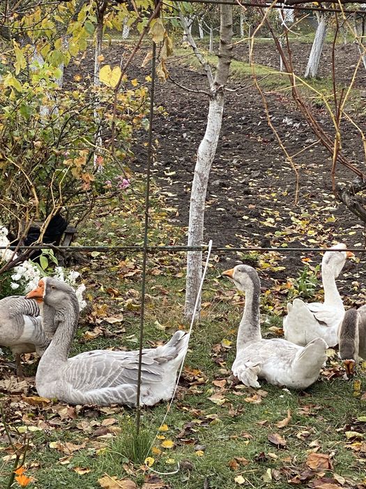 Гуси холмогори на племя