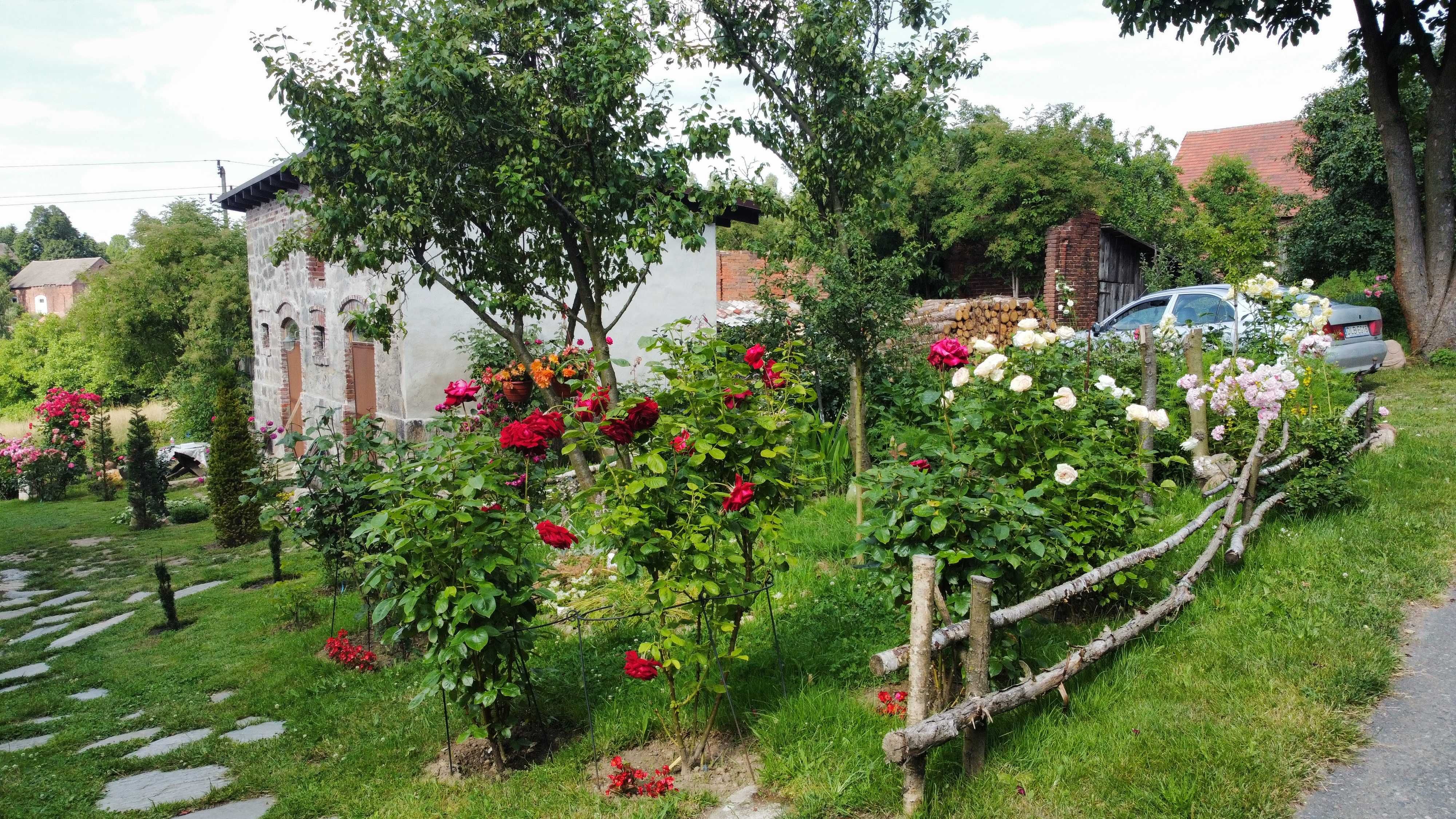 Agroturystyka- Róże i Jabłonie
