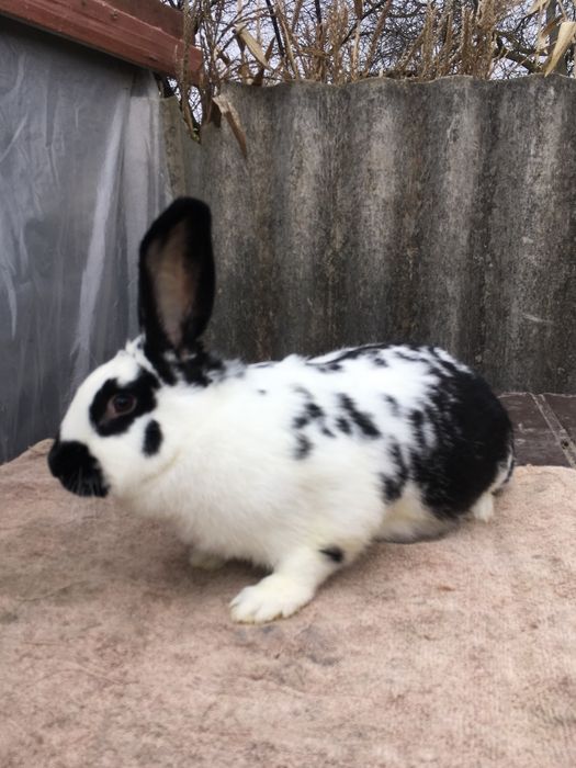 Кролиця, кролі кітна 6,3кг