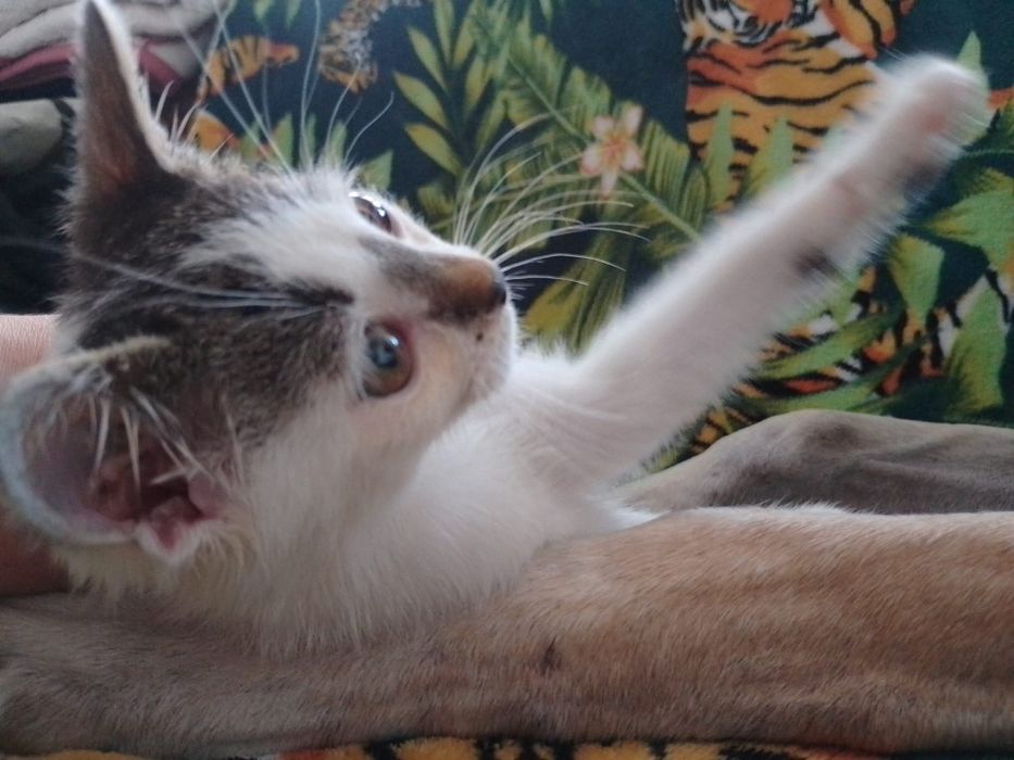 Malutki kotek Gambit czeka na dom