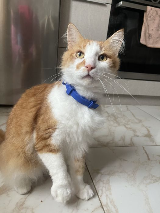 Віддаю кота в добрі руки