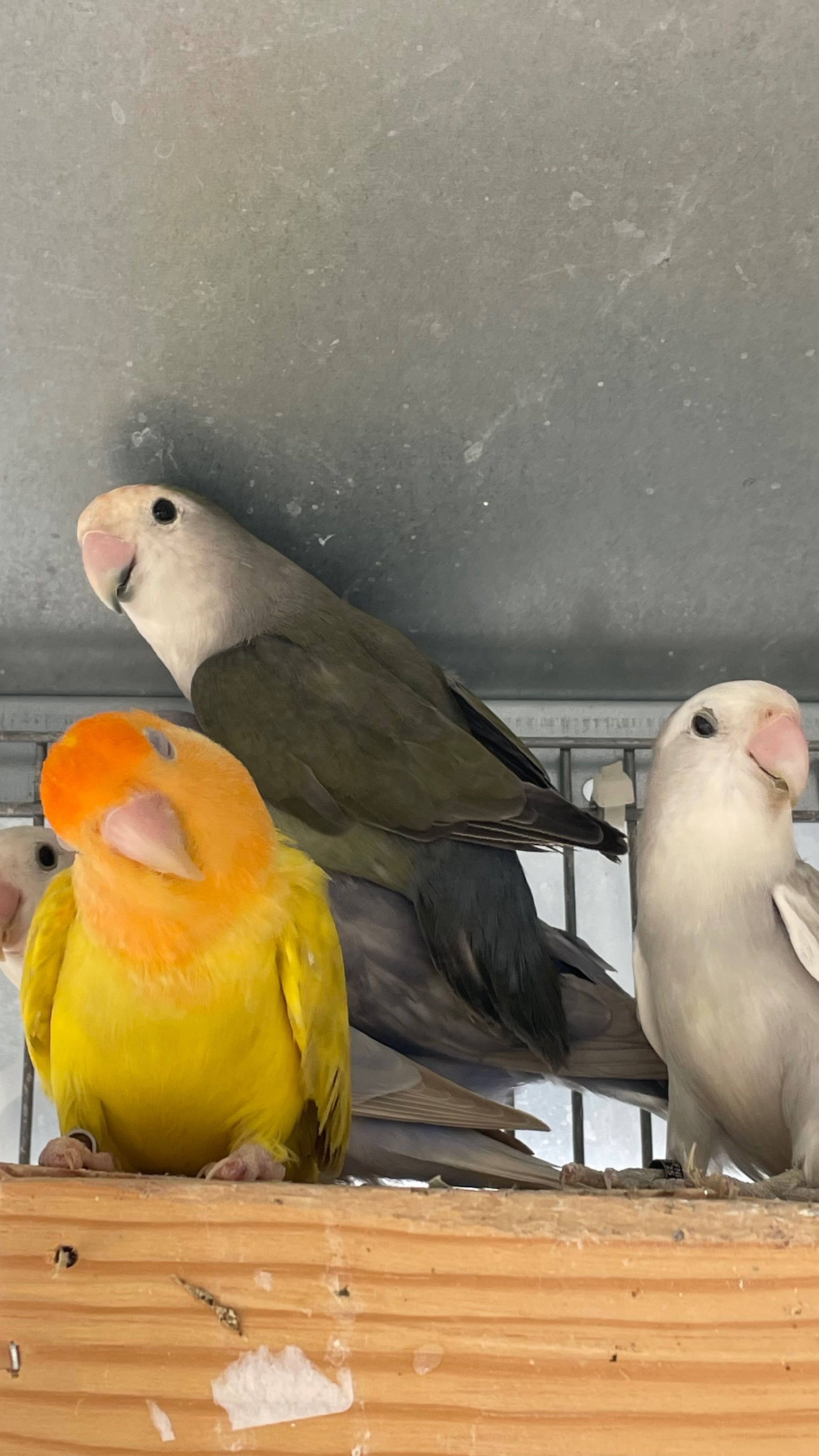 Troco lote de 21 aves reprodutoras/casais