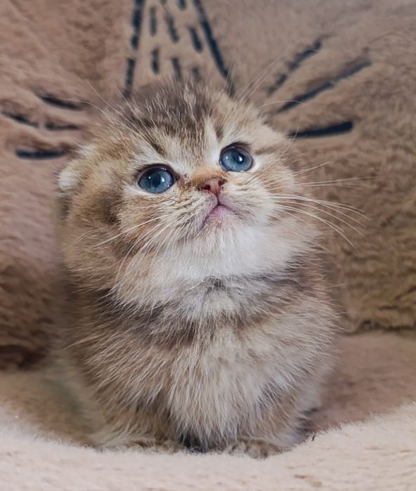 Menino scottish fold golden