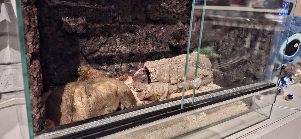 Wąż mahoniowy z terrarium lub bez terrarium