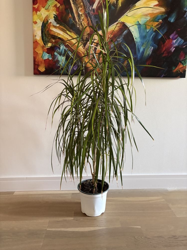 Dracena marginata elegancka roślina Gliwice okazja duża kwiat