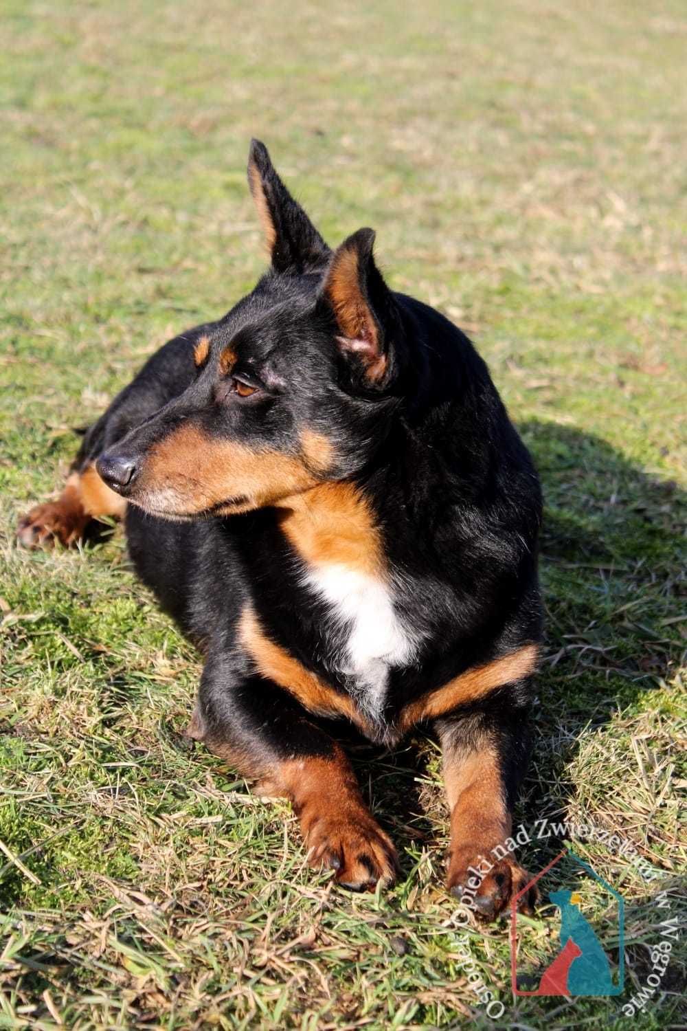 Młody, tricolor, 14 kg, spokojny, łagodny, miły charakter