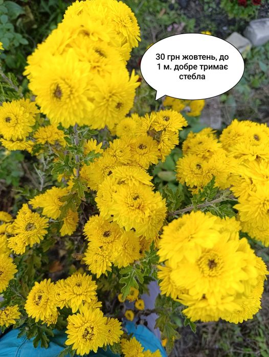 Продам хризантеми морозостійкі