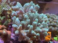 Coral frag agua salgada aquario reef Stylophora Green