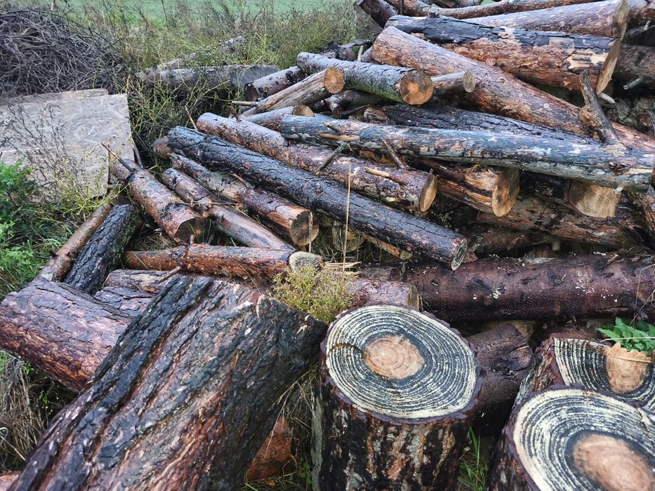 Drewno opałowe sosna świerk wałki