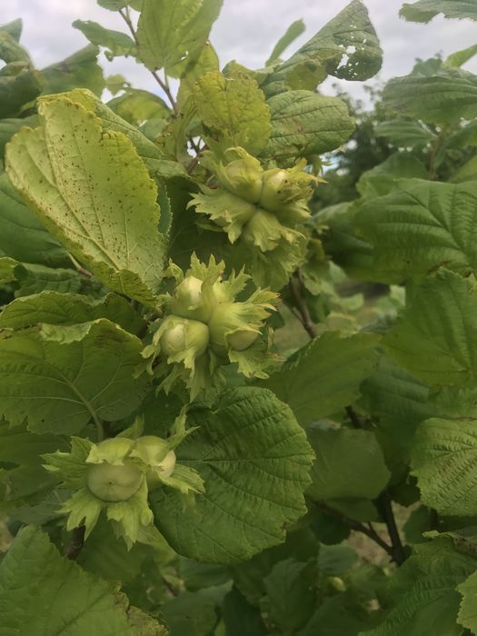 Горіх фундук урожай 2025.