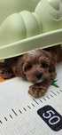 Cavapoo/ chłopczyk
