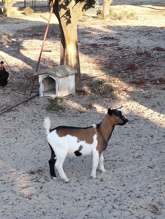 Cabrito anão macho