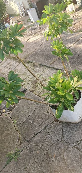 Arbusto 2 pés 1 aranha