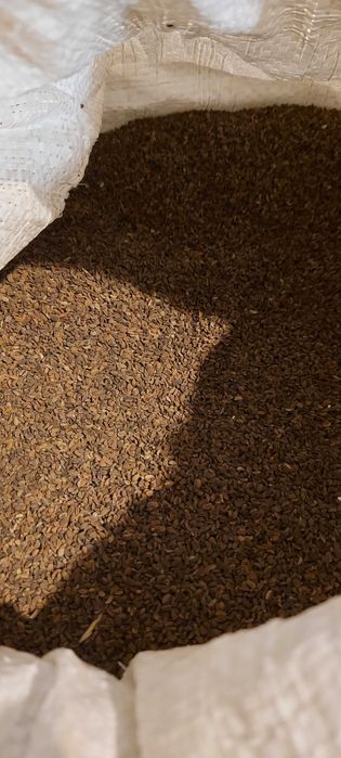 Facelia Nasiona , Poplon , Poplony, miododajna, z 2025r, Ekoschematy