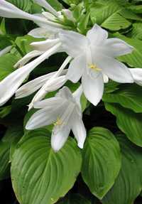 Квітка Хоста   біла є великі і маленькі. Є різні кольори.