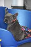 Buldog francuski samiec blue
