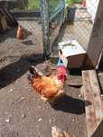 Galos vermelhos a partir de 3 kilos e brancos também