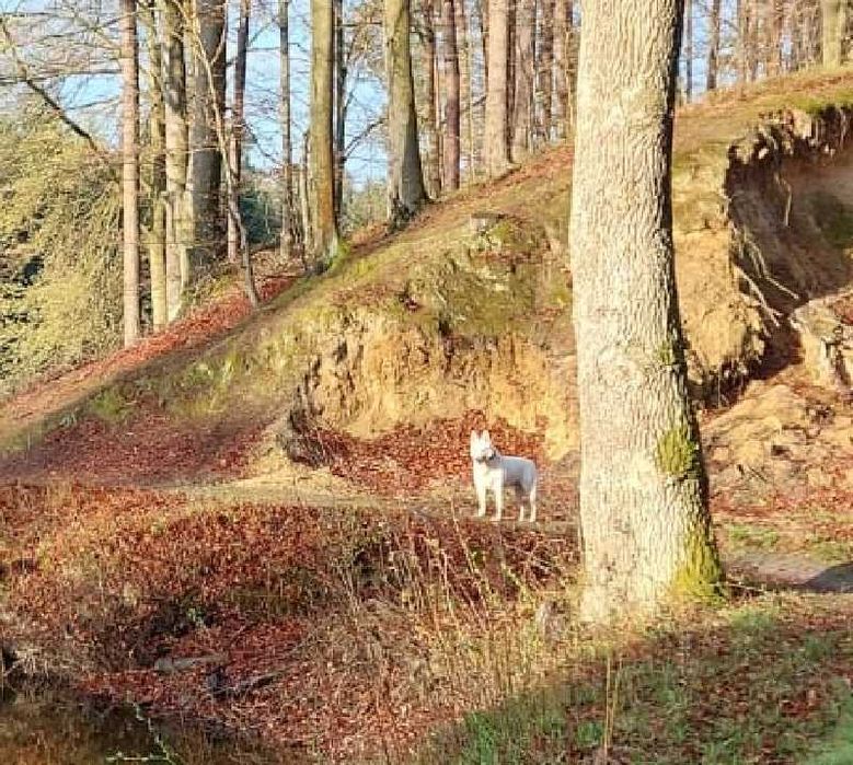 Biały Owczarek Szwajcarski