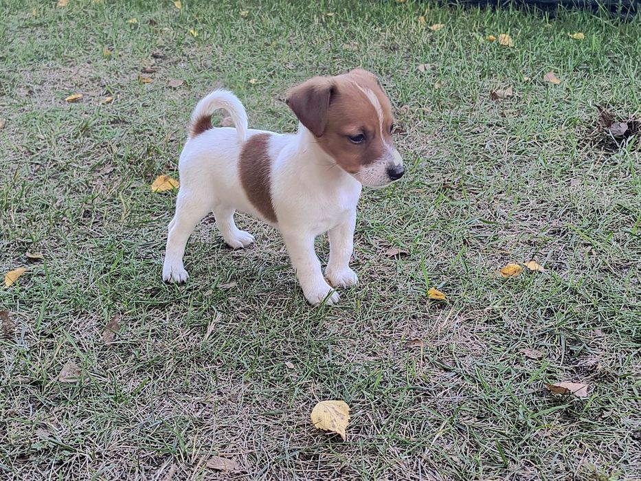 Jack Russell Terrier