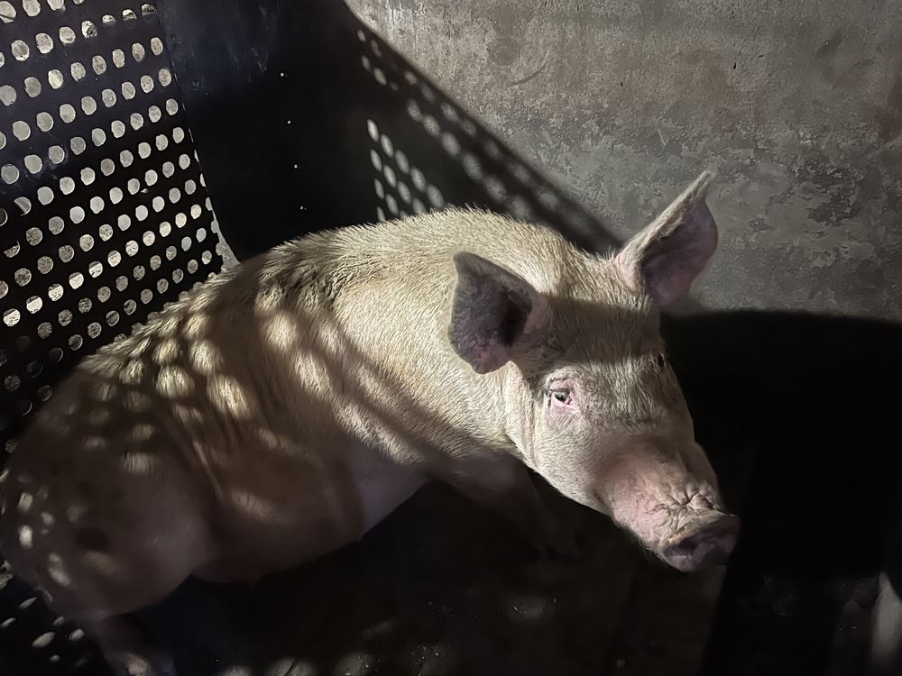 Продам свині живою вагою годовані натуральними кормами