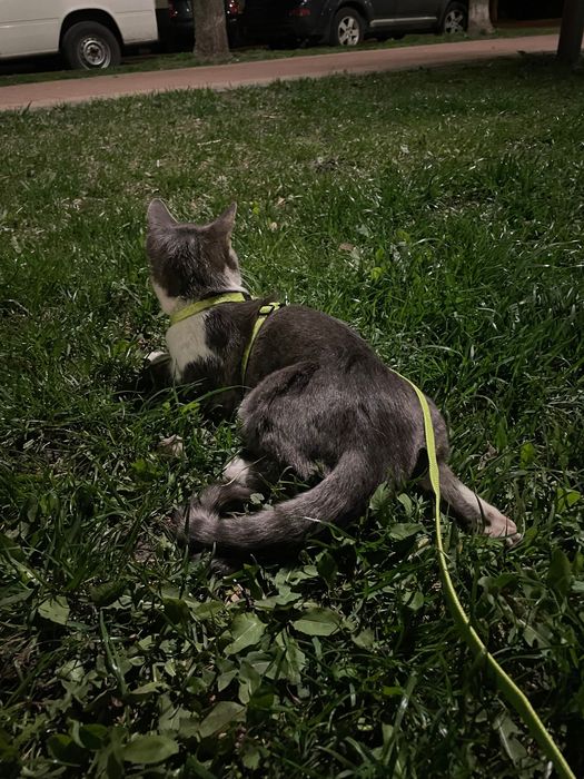 Котик, 1 рік терміново