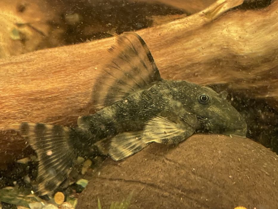 Номерной сом L-206, взрослые