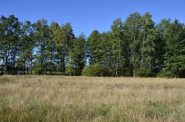 Działka rekreacyjna Sokołowo Włościańskie, godzina od Warszawy, Narew.