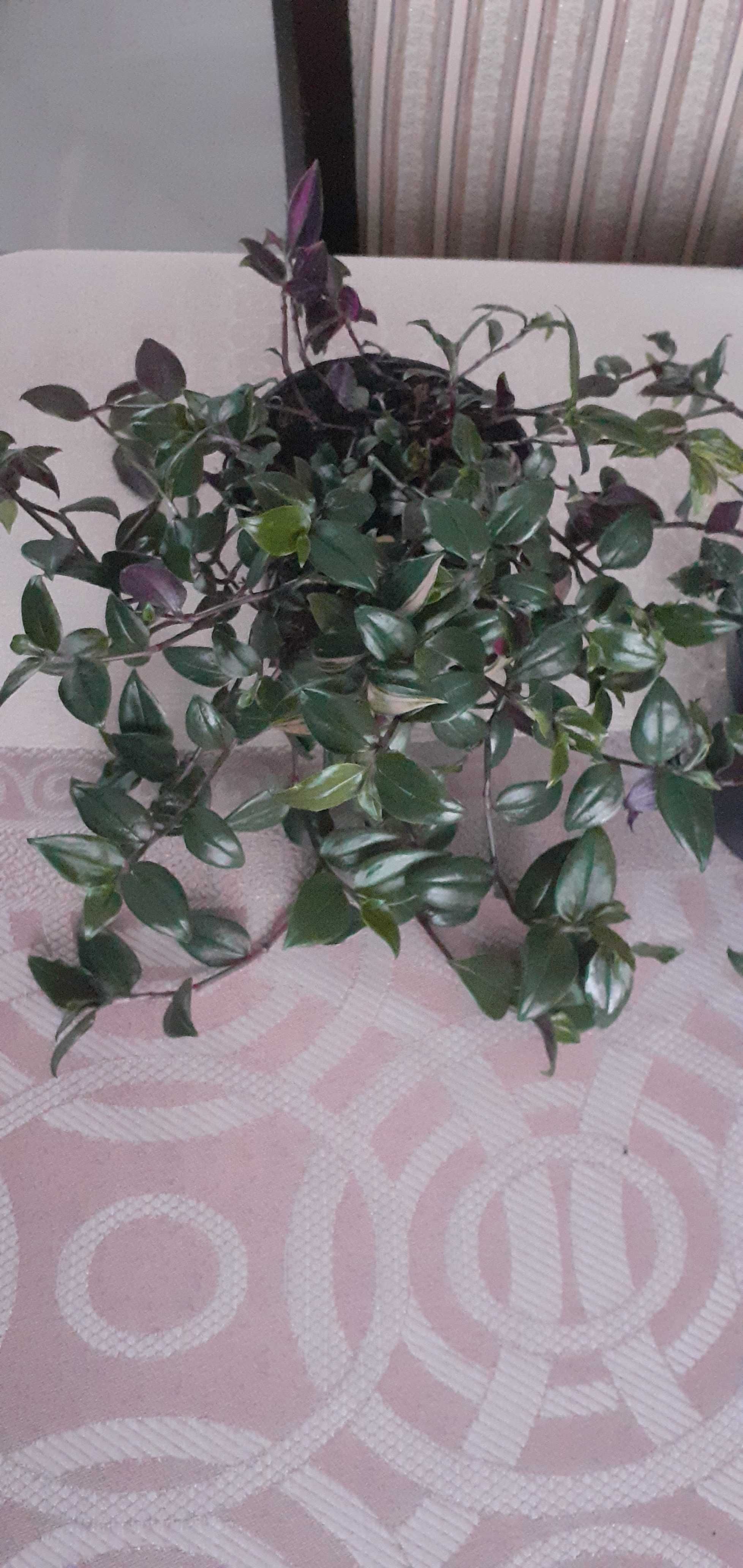 Kwiaty dom. zamioculcas, paproć, trzykrotka, monstera, kalatea wys.olx