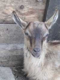 100% альпийский козлик редкого окраса от породной козы и козла.