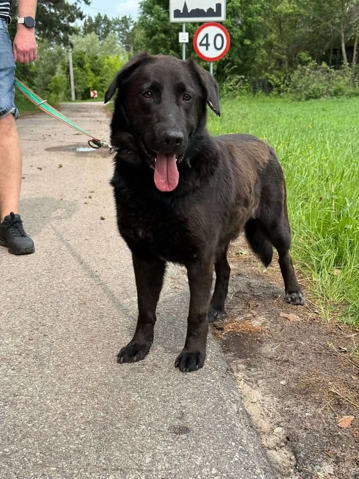Cudowny Guru w typie labradora szuka domu!