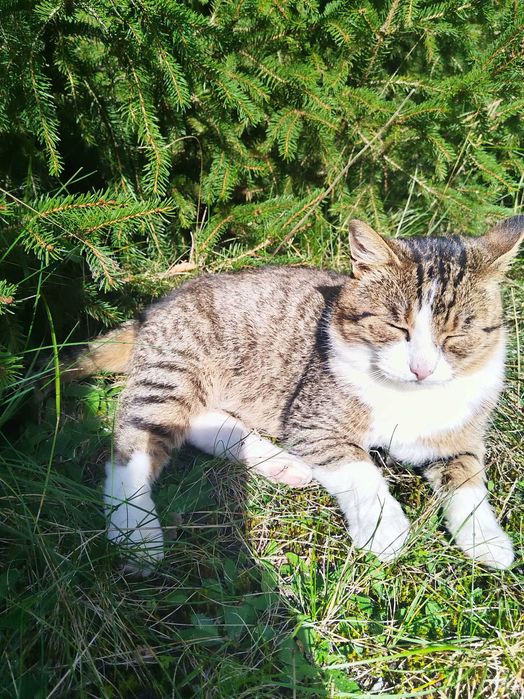 znaleziono kota miejscowość Bednary gmina Pobiedziska