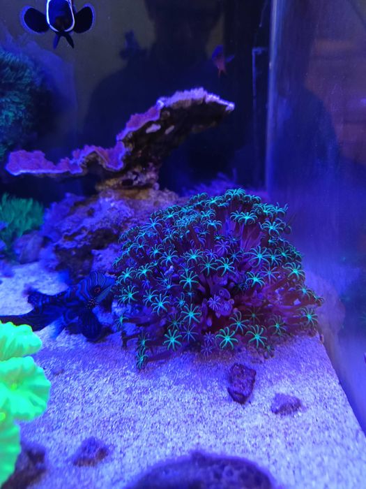 koral morski briareum, morskie koralowce fluo xenia , tubipora