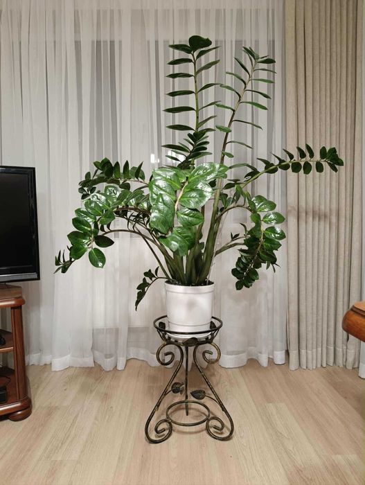 Zamiokulkas (zamioculcas)