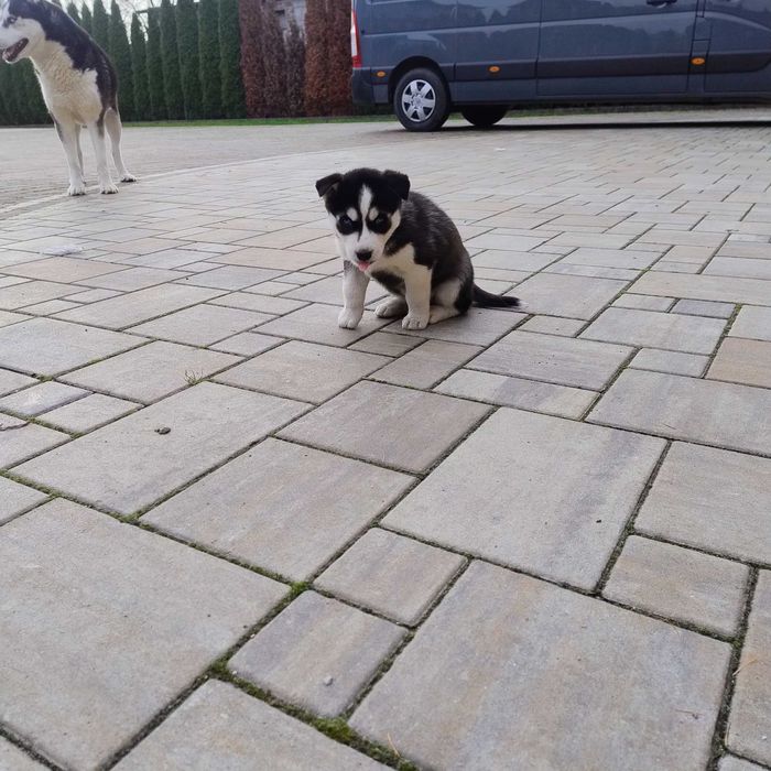 Szczeniaki Syberian Husky