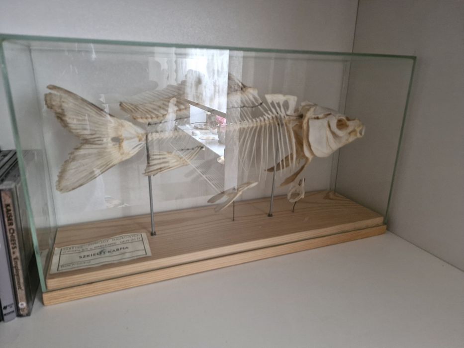 Szkielet karpia, pomoc naukowa vintage