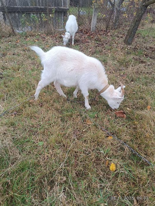 Продам козу молода
