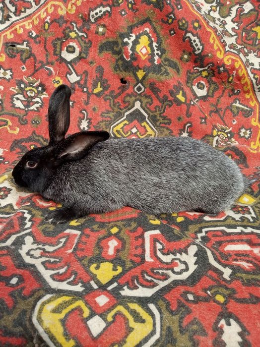 Кролі кролики полтавське срібло