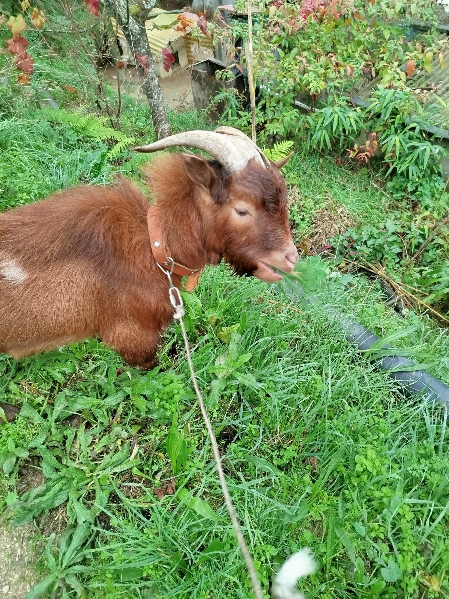 Cabrito anão com um ano e meio