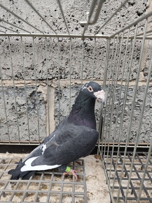 Gołębie pocztowe staropolskie para + gratis