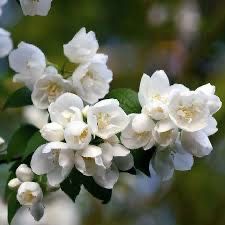 Чубушник корончатий Жасмін