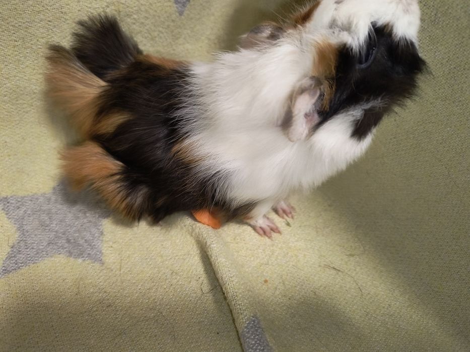 Чарівний веселий хлопчик. Морська свинка.