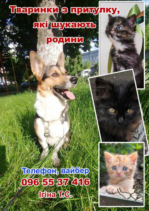 кошенята різних кольорів