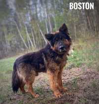 Owczarek niemiecki Boston do adopcji. 6 letni