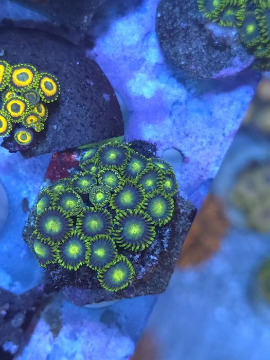 Corais agua salgada frags de zoas