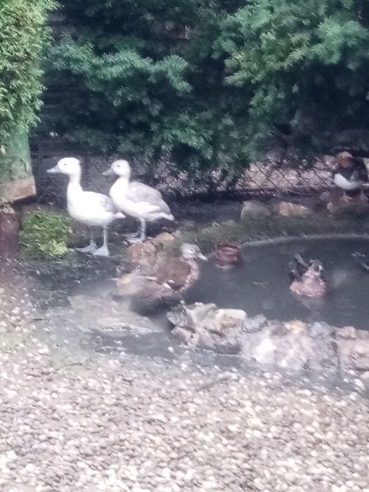 Sprzedam kaczki bajkały